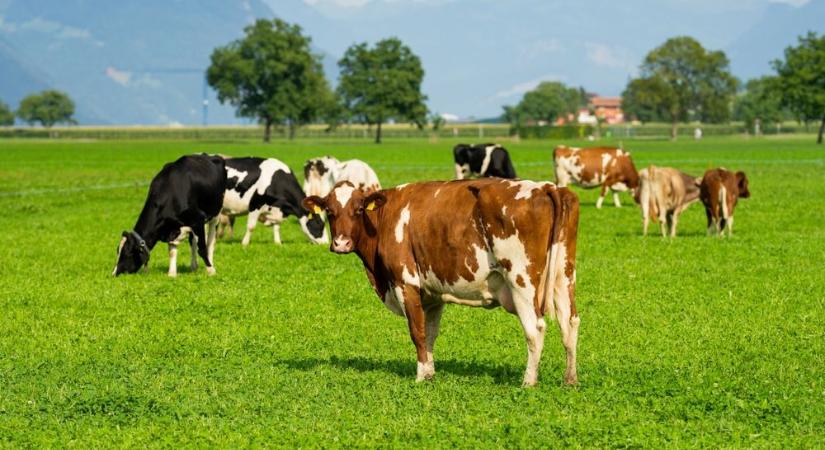 Tejháború zajlik Európa és Kína között – Csőd szélén állnak a termelők