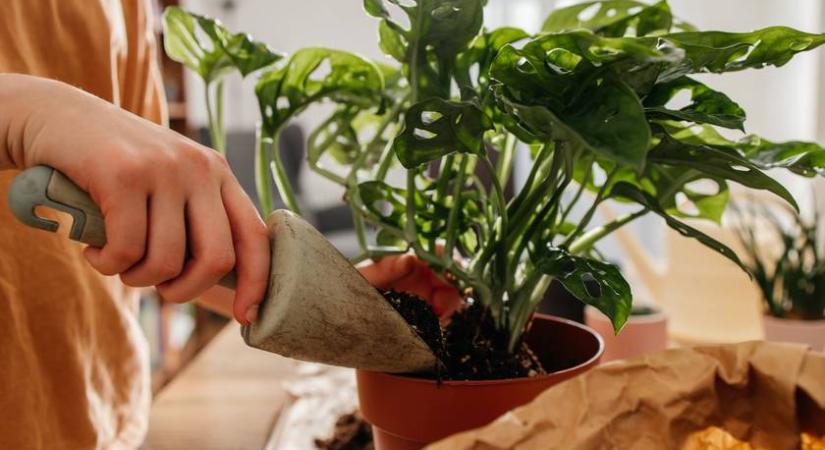 Az oroszlán új hobbiba kezd, a bak váratlan meghívást kap: napi horoszkóp csütörtökre