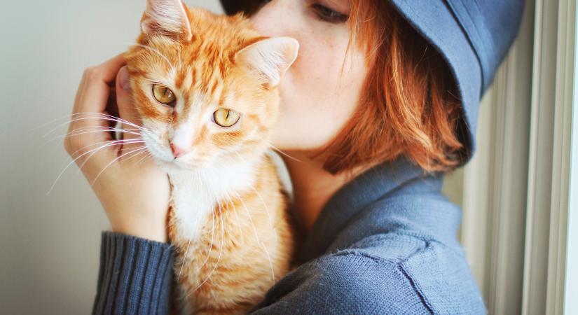 Óriási felfedezés a rákkutatásban: hatalmas a párhuzam a macskák és az emberek között