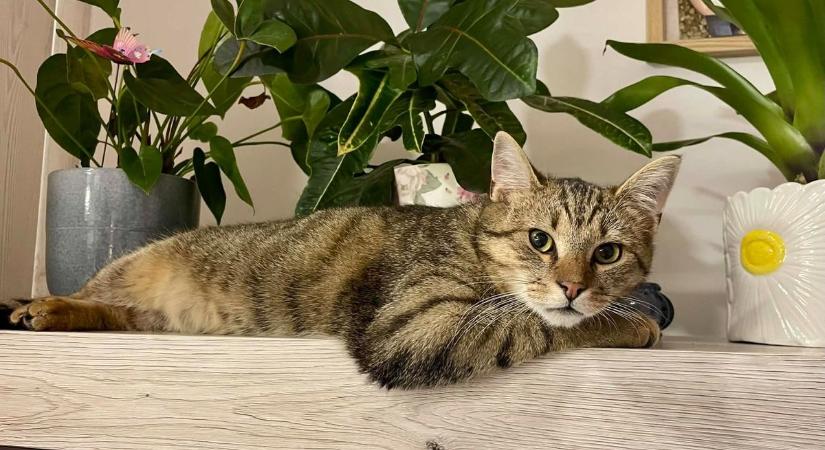 Hogyan lesz a kergetőzésből barátság? Avagy két cica egy lakásban