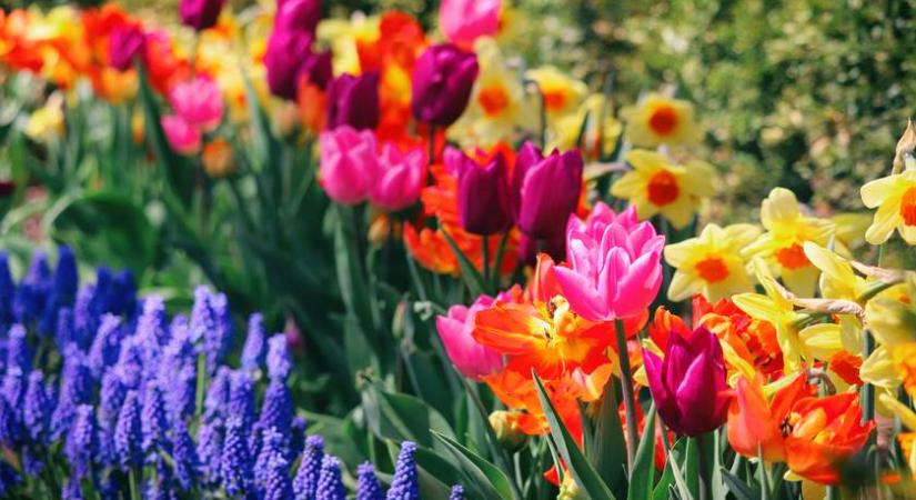 Ne vedd meg nőnapra: rákkeltő vegyszereket tartalmazhat ez az import virág