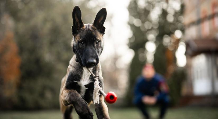 Lehullt a lepel, nevet kapott a rendőrség legtüneményesebb új munkatársa  Videó