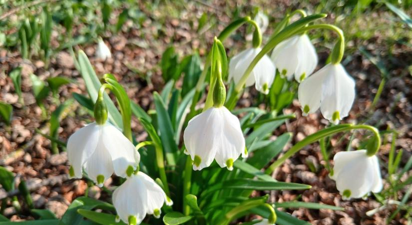 Megnyílt a déli kapu is: még könnyebb bejutni a Georgikon virágzó botanikus kertjébe (galéria, videó)