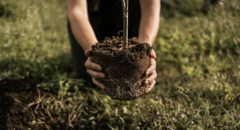 Kevesen tudják: bűncselekményt követsz el, ha ezt teszed a kertedben, meg is bírságolhatnak érte