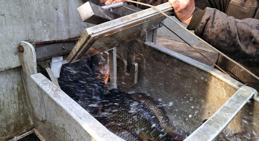 Háromnyaras pontyok az idei év első telepítésén