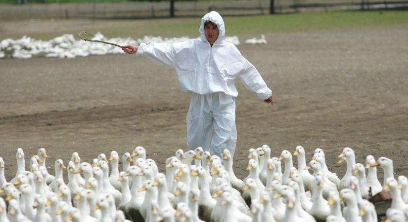 Bekövetkezett, amitől mindenki tartott: igazoltan megjelent a madárinfluenza Bács-Kiskunban