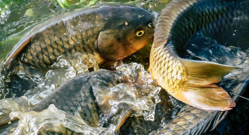 Évekre bukhatja az engedélyét, aki most hibázik: Szigorú tilalmak léptek életbe a vizeken