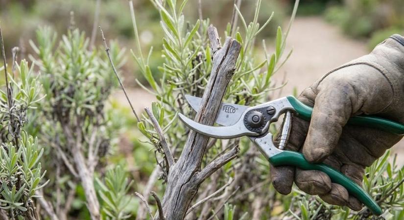 Levágod tövig a levendulát? – Amit a mély, fás részig történő visszametszés valóban okoz