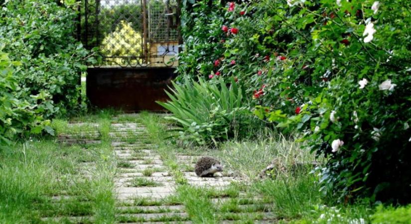 Ami nekünk hulladék, az másnak az otthona: óvatosan bolygassuk a lomb- és rőzserakásokat!