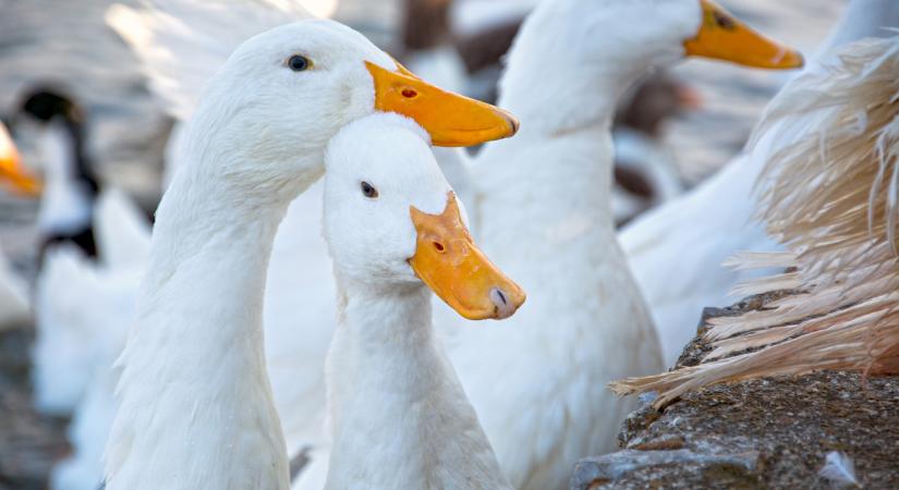 Szörnyű hír: megjelent a madárinfluenza Bács-Kiskunban is, több ezer állatot kell felszámolni
