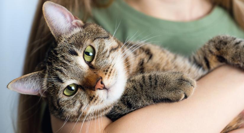 Ezért fontos a cicák szocializációja – így csináld jól