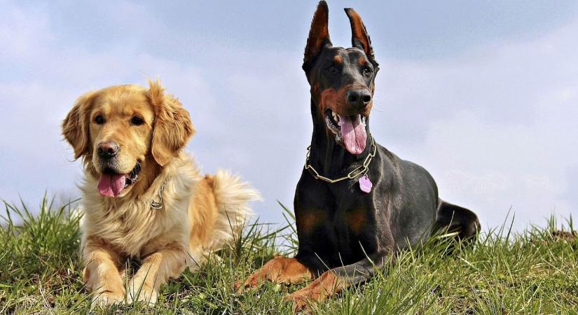 Tényleg hús van benne, vagy csak ipari melléktermék? Lehull a lepel a kutyaszalámikról