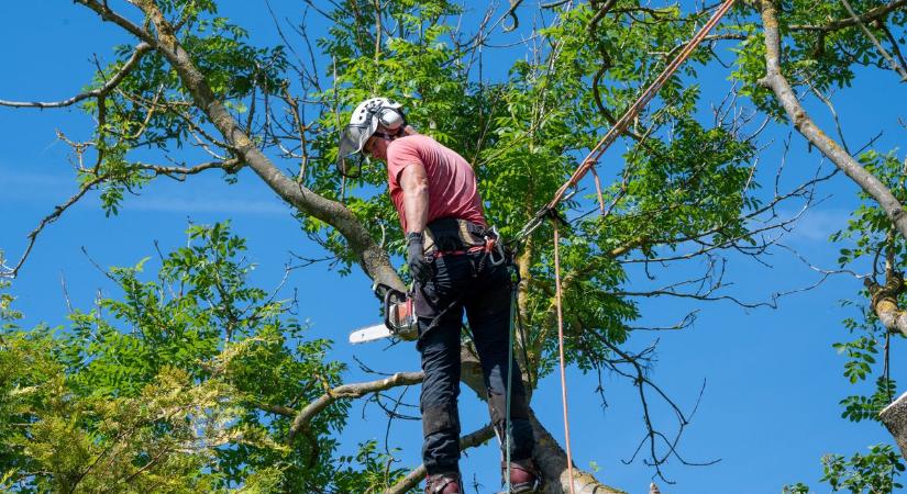 Fakivágás miatt korlátozzák a forgalmat Mohács belvárosában