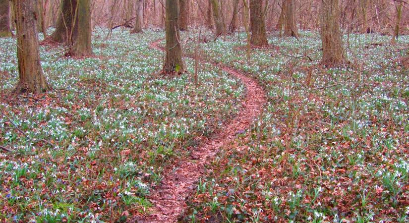 Hóvirágok erdeje Lébénynél, a Tölgyerdőben