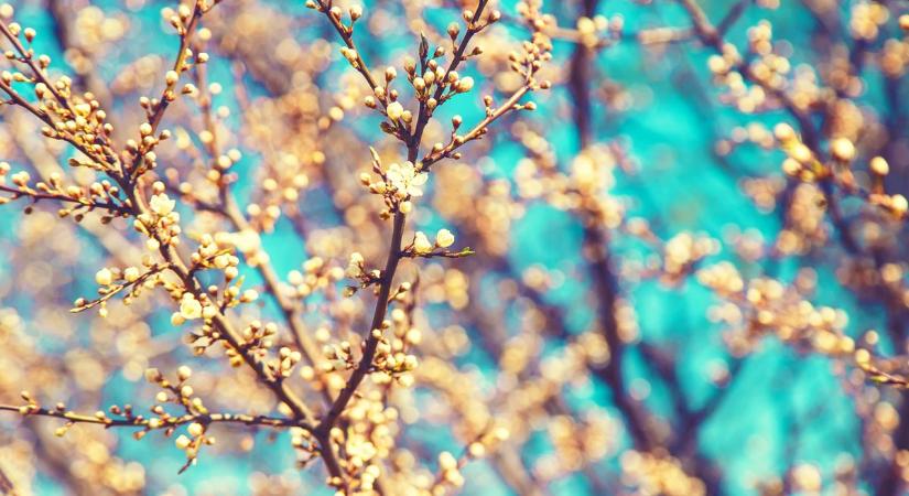 Meddig marad velünk ez a kora tavaszi idő?