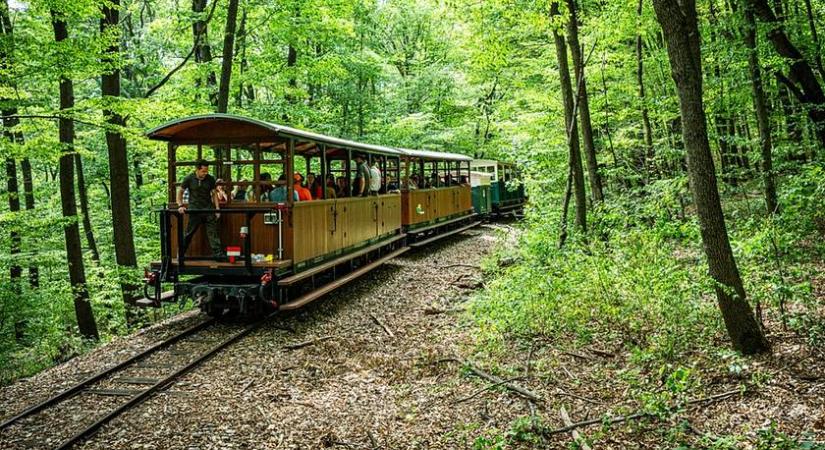 Világelső lett egy különleges magyar erdei program: a gyönyörű túra után az erdő kincseiből főznek vacsorát