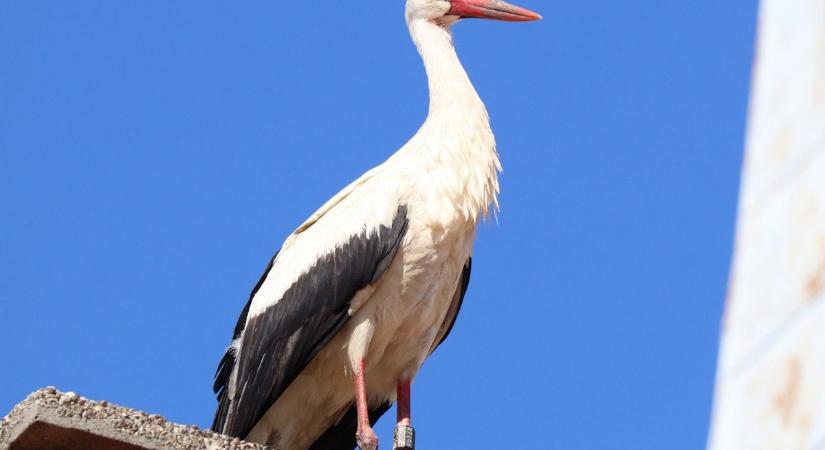 Megérkeztek az első fehér gólyák vármegyénkbe