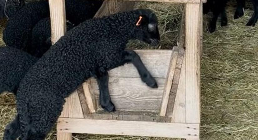 Videón a hortobágyi Disney-mese, ennyi tündéri állatot rajzfilmen nem látsz egyszerre