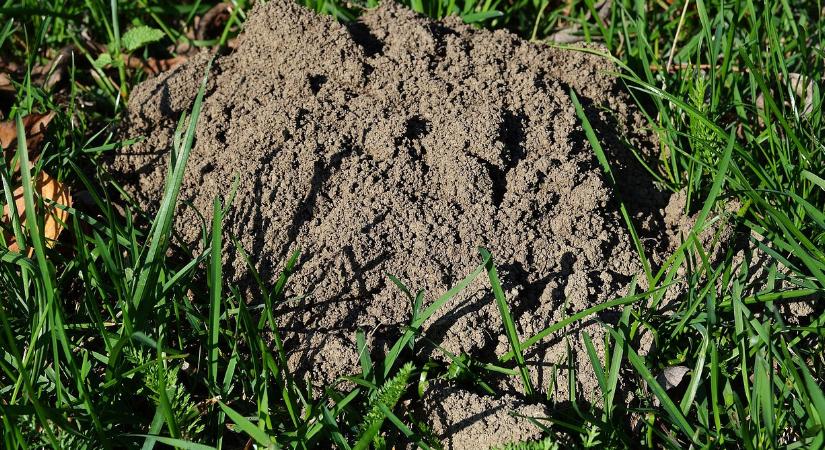 Vakond van a kertben? Kevesen tudják, de bírság járhat érte, ha ezt teszi