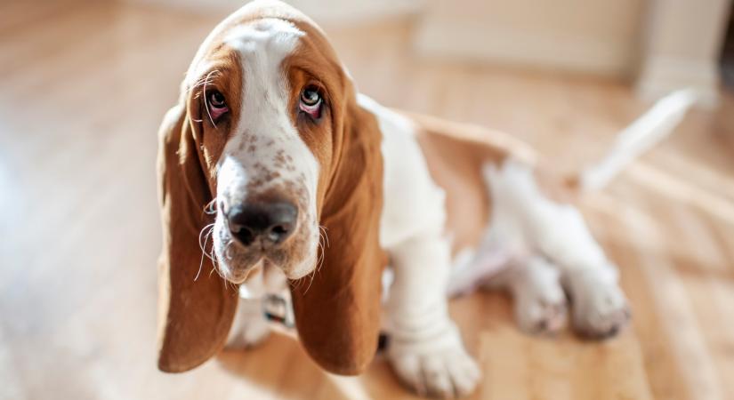 A legjobb kutyafajták nyugalmat kedvelő gazdiknak – Columbo kutyája is sokak kedvence