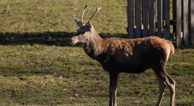 Fenséges nevet kapott a soproni Erdő Háza bikája