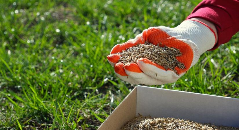 Mikor érdemes fűmagot vetni tavasszal? A talajhőmérséklet fontosabb, mint hinnéd