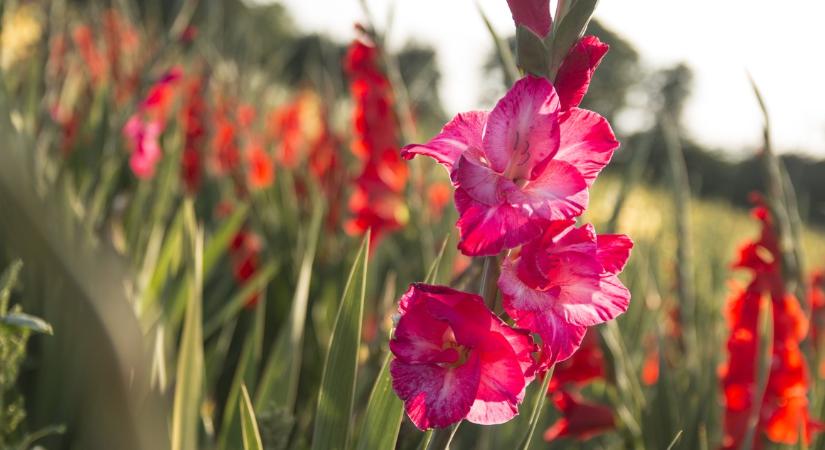 Tavasszal ültesd ezeket a virágzó hagymásokat, ha nyárra szép kertet szeretnél