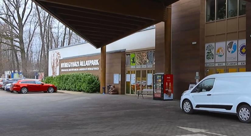 Újabb szenzáció a Nyíregyházi Állatparkban: ismét különleges állat született, a cuki kis jövevény már látható a kifutóban