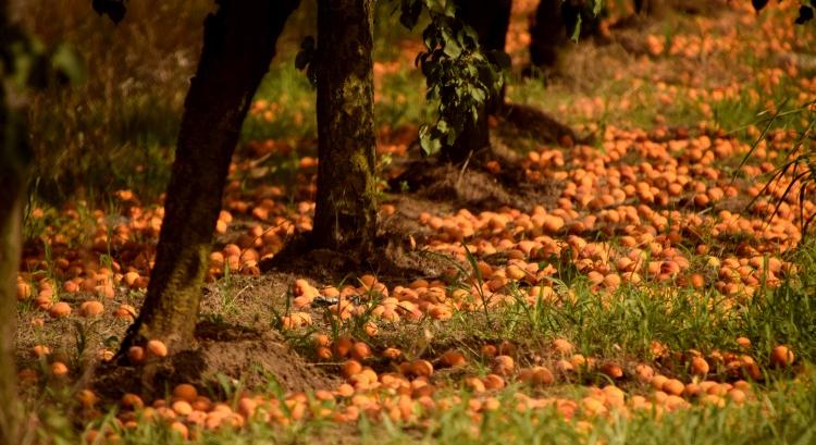 Stabilabbá kellene válnia a zöldség-gyümölcságazatnak