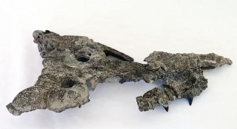 Bővül a bakonyi Jurassic Park fenevadjainak köre – Kalandos történet a pimasz őskrokodilról ( fotók)