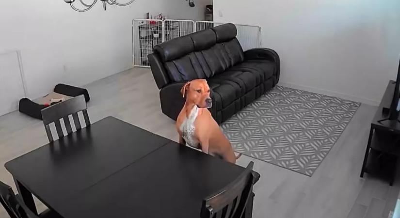 Először hagyják egyedül otthon a fiatal kutyust: amit tesz, sok szívet megérint