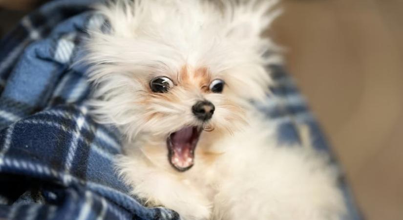 Kutyaköhögés 2.0: ez most kennelköhögés, vagy valami új? (És honnan tudod 5 perc alatt, mikor kell rohanni a dokihoz)