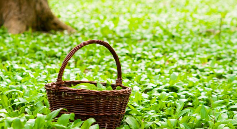 Indul a medvehagyma-vadászat: itt találod a legjobb lelőhelyeket az országban