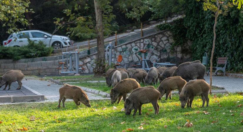 Városi vad: kié a felelősség, és mi a megoldás? VIDEO