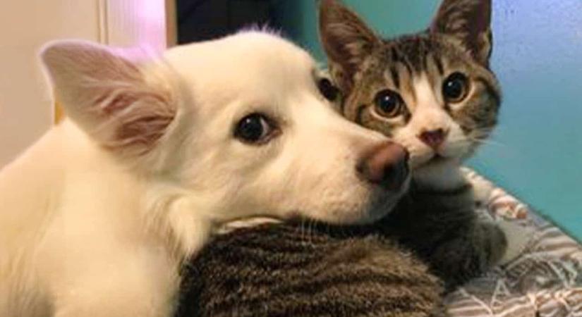 Már a kutyák és a macskák is „telefonálhatnak”. Bemutatták a világ első állati mobilját