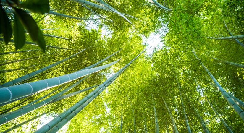 Bambuszból készült az új kínai drón, a szénszálas verziónál is jobb lehet – videó