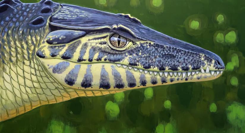 Teljesen átírhatja a kréta időszaki európai állatvilág eredetéről alkotott képünket egy bakonyi őskrokodil