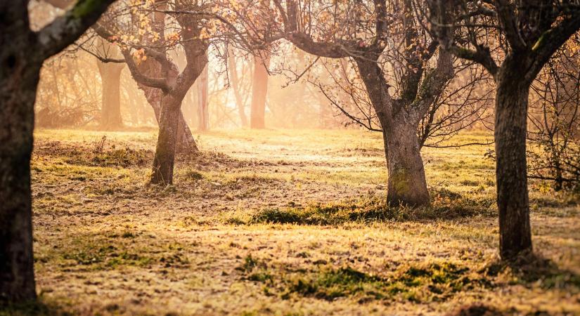 Nem szükségszerű a tavaszi fagykár a gyümölcsösökben