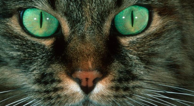 Mit árul el a macska tekintete?