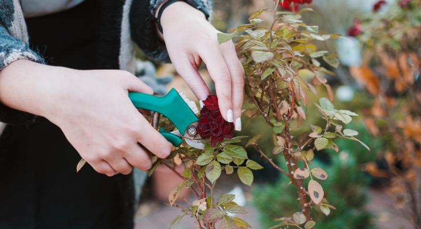 Jelzi a rózsa, ha metszeni kell, mutatjuk a tipikus jeleket