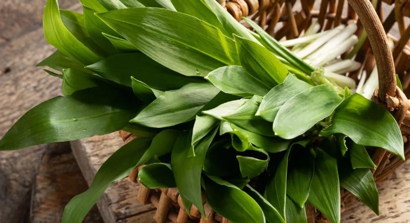 Itt a medvehagymaszezon, íme egy sosem hallott recept