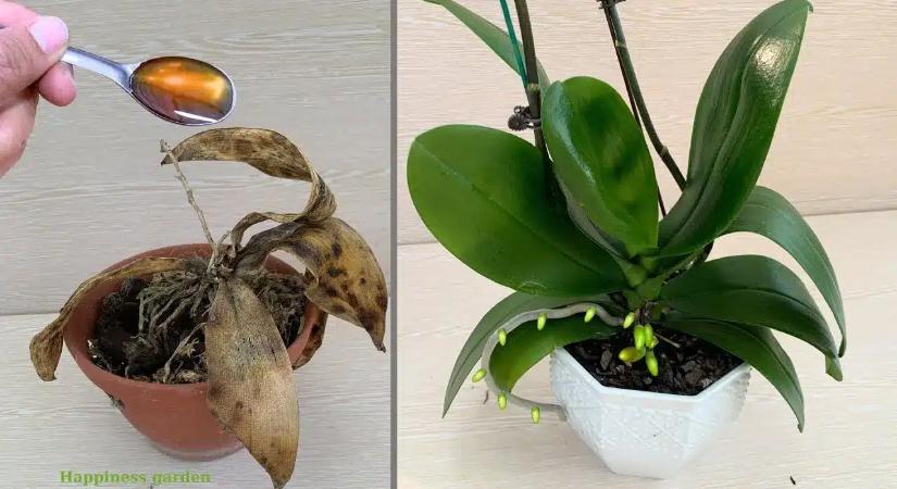 2 evőkanálnyi ebből a folyadékból, és az orchideák úgy fognak virágozni, hogy nem hiszed el