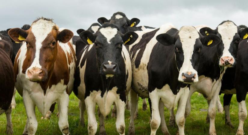 Megmenekülhetnek a marhák? Az alga lehet az ír húsipar túlélési stratégiája