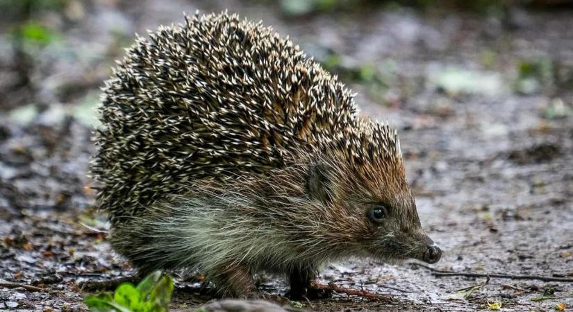 Most különösen figyeljen a kertben – egy mozdulat és tragédiát okozhat