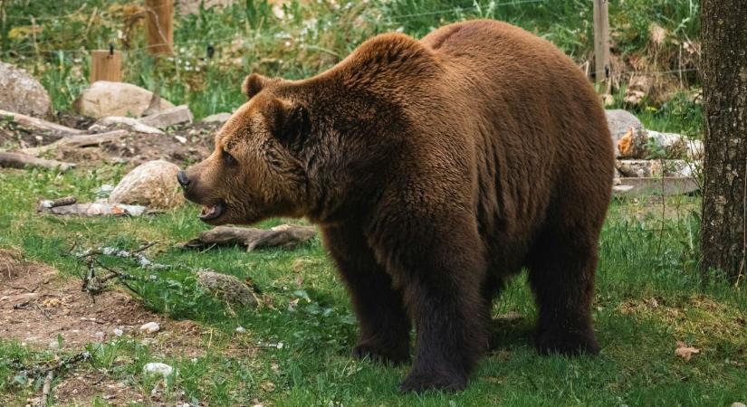 Ijesztő: saját kertjében támadta meg a medve, még a karját is eltörte