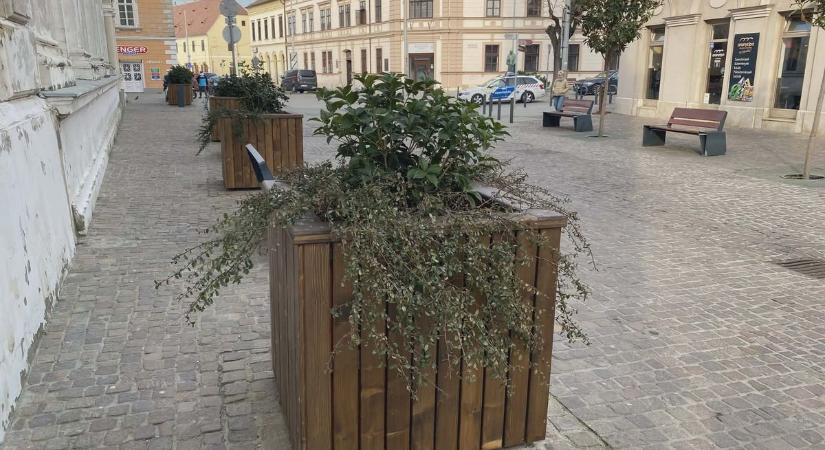 Megszépült a Kórház tér: új, faburkolású kaspók érkeztek