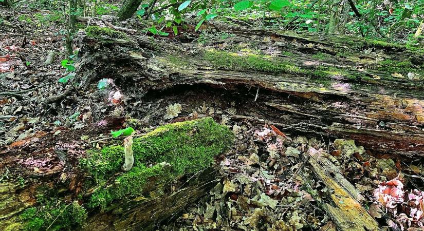 A jövő erdei már készülnek: különleges tölgyekkel harcolnak a klímaváltozás ellen