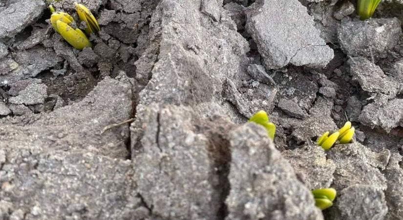 Itt a tavasz, éled a természet, apró csodák törnek utat (galériával, videóval)