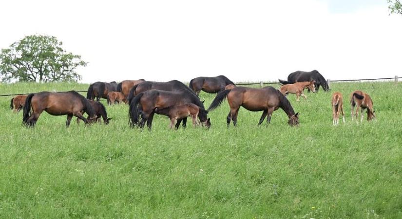 „A képeken Nagy István agrárminiszter, aki elég rosszul viselte, hogy neki tekintetes miniszter úr létére is meg kellett a bíróságon jelennie”
