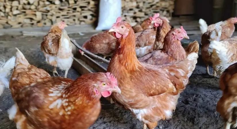 Ezt a 10 ételt soha ne add a tyúkoknak